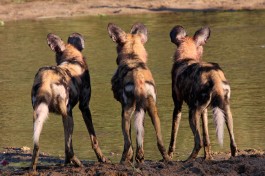 Wild dogs 