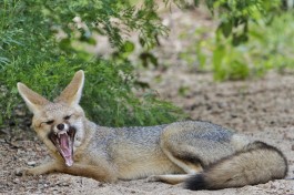 Wildlife 