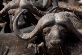 Buffalos 