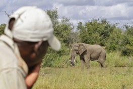 Elephant sighting 