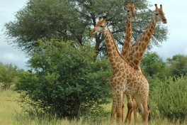 Giraffes bush 