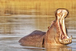 Hippo- 