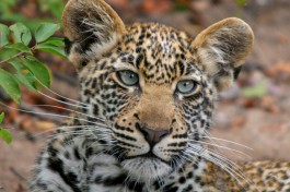 Leopard cub 