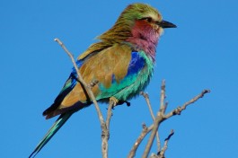Lilac breasted roller 