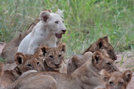 Lion cubs 