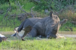 Rhino 