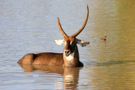 Waterbuck 