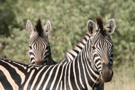 Zebras 