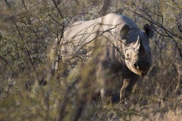 Black rhino in Etosha 