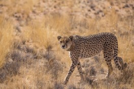 Cheetah sighting 