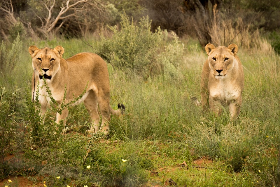 Lions