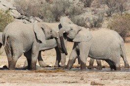 Etosha elephants  by Ben Allen