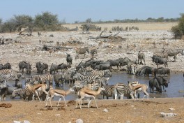 Etosha waterhole 