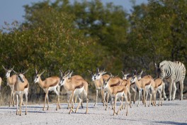 Etosha game sighting 