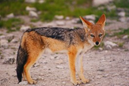 Jackal in Etosha 