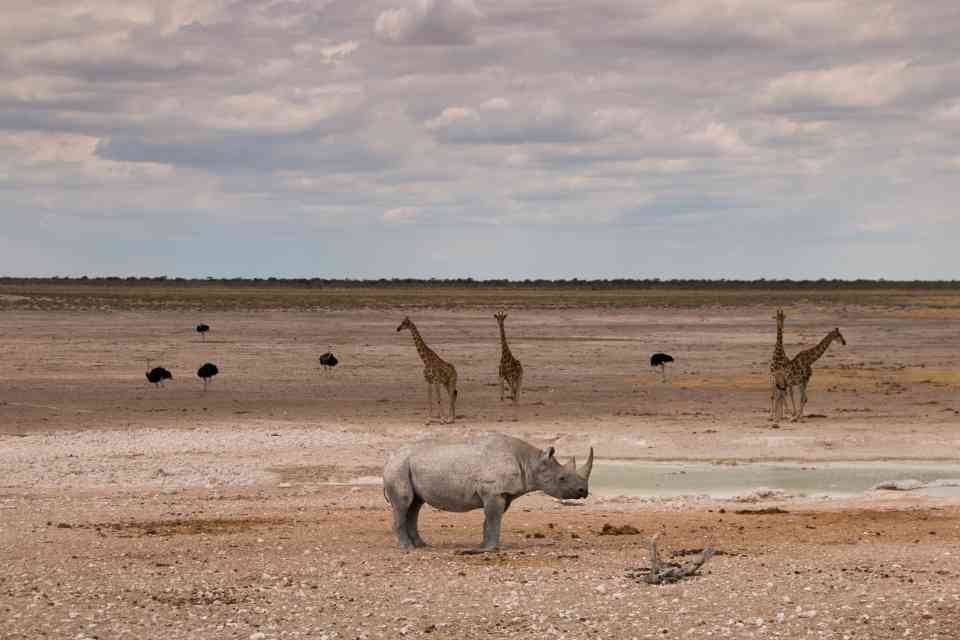 Waterhole in Etosha
