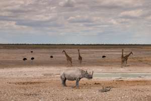 Waterhole in Etosha
