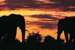 Kenya Safari elephants 