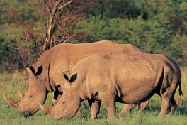 Kenya Safari, rhinos  