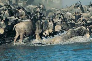 Masai Mara Safari, Great Migration