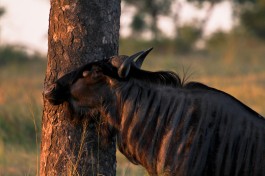 Sabi Sands & Kruger Safari wildebeest  by Grant Peters