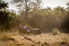 Kruger & Sabi Sands Safari game drive 