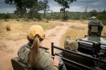 Kruger & Sabi Sands Safari lion 