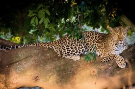 Sabi Sands Safari leopard  by Tydons
