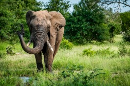 Sabi Sands Safari elephant 