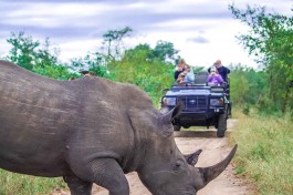 Kruger & Sabi Sands Safari rhino 