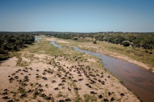Sabi Sands & Kruger Safari buffalos