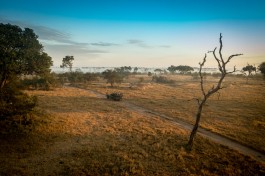 Sabi Sands & Kruger Safari game drive 