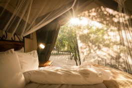 Sabi Sands Safari standard tent 