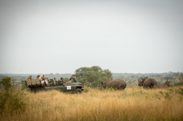 Kruger & Sabi Sands Safari rhinos 