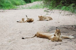 Sabi Sands & Kruger Safari - lions  by Jeremy T. Hetzel