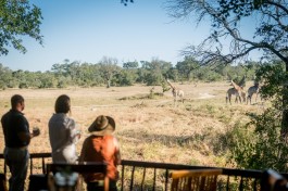 Kruger & Sabi Sands Safari lodge giraffes 
