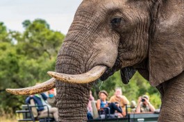 Kruger & Sabi Sands Safari elephant 