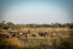 Kruger & Sabi Sands Safari wildebeest 
