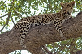 Sabi Sands Safari - leopard 