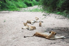 Sabi Sands Safari - lions  by Jeremy T. Hetzel