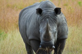 Kruger & Sabi Sands Safari rhino  by Grant Peters