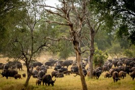Safari sightings the sabie  