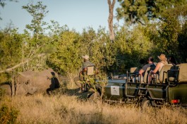 Kruger & Sabi Sands Safari rhinos 