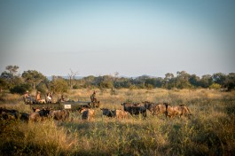 Sabi Sands Safari wildebeest 