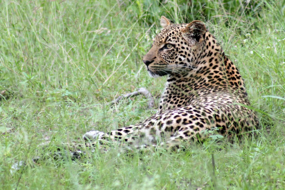 Sabi Sands Safari - leopard