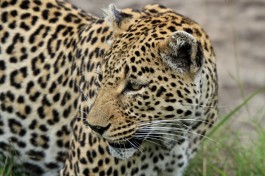 Big 5 Sabi Sands - leopard  by s9-4pr