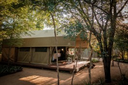 Sabi Sands Lodge - standard tent 