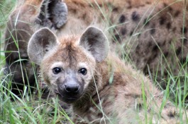 Sabi Sands Safari - hyenas  by flowcomm