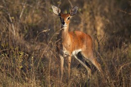 Sabi Sands Safari - steenbok  by Sascha Wenninger