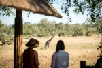 Sabi Sands & Kruger Safari camp giraffe 